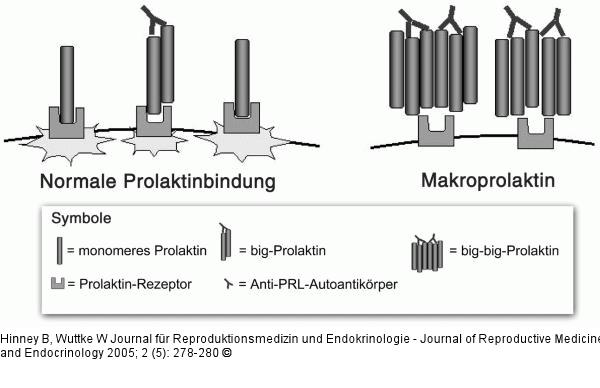 Prolaktin - Makroprolaktin