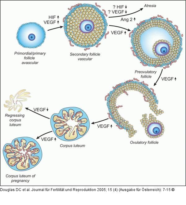 Angiogenese