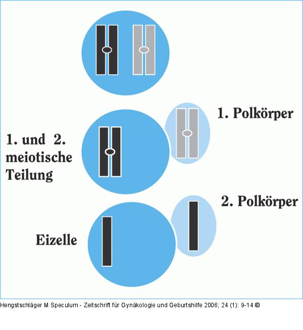 Eizellreifung - Polkörperentstehung