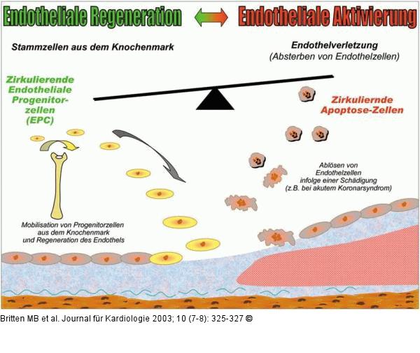 Endotheliale Aktivierung