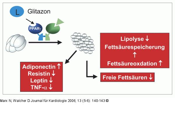 Glitazone - Fettgewebe
