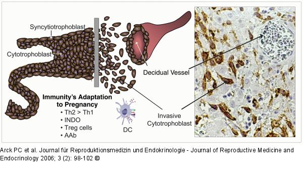Immunity´s adaption - Pregnancy