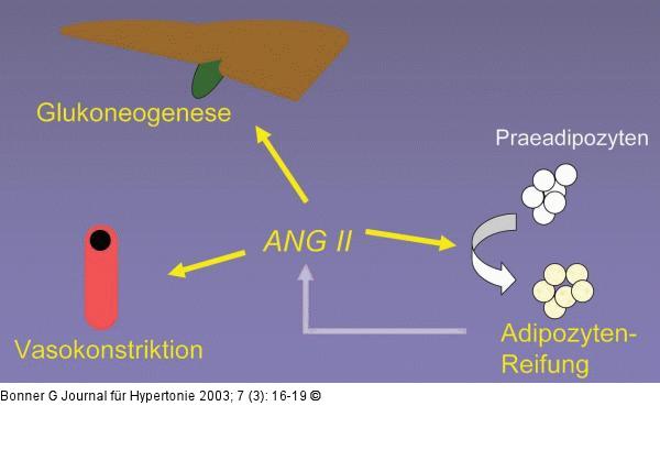 Renin-Angiontensin-System - Fettgewebe