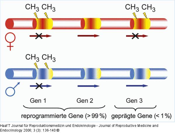 Reprogrammierte - geprägte Gene