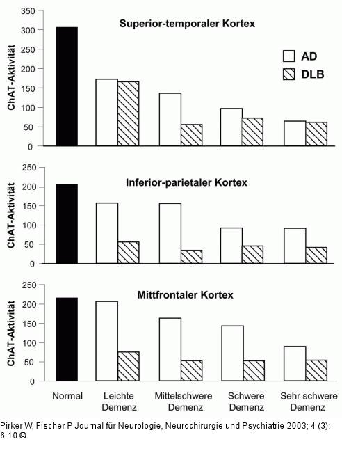 Cholin-Acetyl-Transferase-Aktivität - Kortex