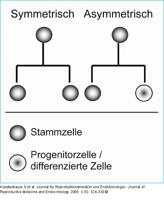 Stammzellen