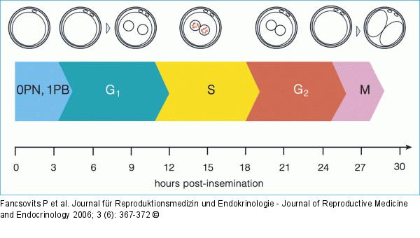 First Cell Cycle