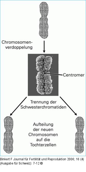 Chromosome - Mitose