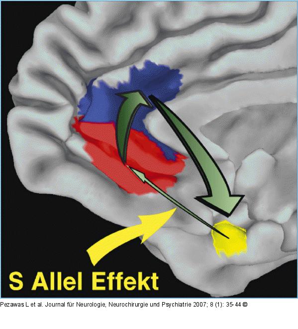 S-Allel