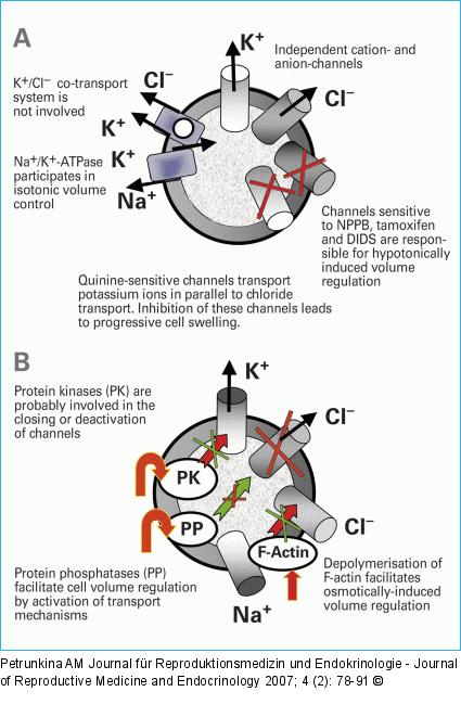 Volume regulation