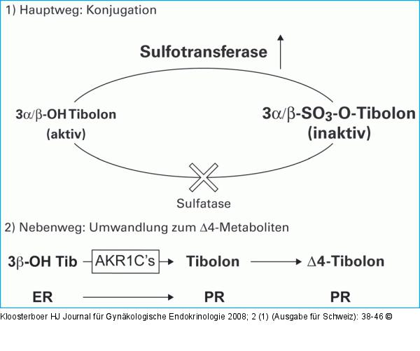 Tibolon