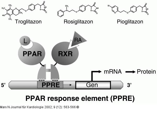 Peroxisome Proliferator Activated Receptor Gamma