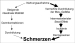 Abb. 1: Schmerz