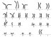 Abb. 2: Female Karyotype