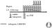 Abb. 5: Ovarielle Stimulation - GnRH-Antagonist