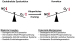 Abb. 3: Endotheliale Dysfunktion