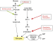 Fig. 5: Cardiac metabolism