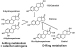 Abb. 1: Estradiol metabolism
