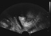 Aktuelles Bild - Abb. 1: Urethra