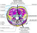 Abb. 1: HWS