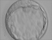 Abb. 2: Blastocyst