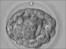Abb. 8: Blastocyst