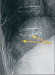 Abb. 1: Thoracic vertebra