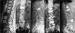 Abb. 1: MRI STIR