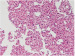 Abb. 5: Histologischer Schnitt eines Stanzzylinders