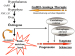 Abb. 10: GnRH-Agonist