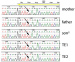 Abb. 4: PGD for Spinal Muscular Atrophy, SMA