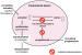 Abb. 8: Estrogen metabolism in endometrial lesions
