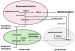 Abb. 9: Vicious circle in the endometrial focus