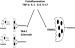 Abb. 1: Osteologische Regulationssysteme