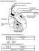 Fig. 1: Magnesium - intrakoronar - intravenös