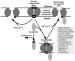 Fig. 3: Mitochondrien - Permeabilität