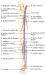 Abb. 3: Duplexsonographie - Extremitäten
