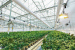 Abb. 5: Cannabis