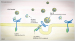 Abb. 2: familiäre Hypercholesterinämie