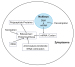 Abb. 3: Transkription und Translation