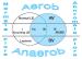 Abb. 4: Vaginalflora