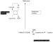 This Image - Fig. 1: Homocystein - Metabolismus