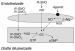Abb. 2: Nitrate - Wirkmechanismus