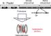 Abb. 1: Caspase-Aktivierung