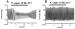This Image - Fig. 1A-B: Angiotensin II - Vagusstimulation