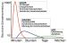 Abb. 7: Gehirn - Perfusion