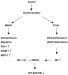Abb. 1: Proteinkinase-Pathway - 3-Kinase-Pathway