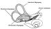 Abb. 2: Nervus vestibularis - Bogengänge