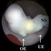 Abb. 5: GD4-Embryo