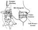 Abb. 2: Spiroergometrie - Ganzkörperimmersion